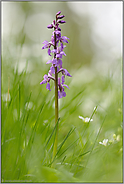 mitten im Wald... Mannsknabenkraut *Orchis mascula*