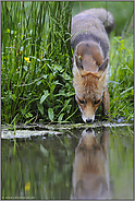 Begegnung mit dem Spiegelbild... Rotfuchs *Vulpes vulpes*