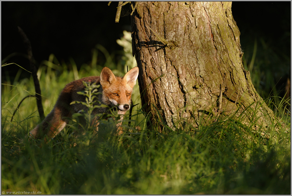 im richtigen Licht... Rotfuchs *Vulpes vulpes*