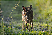 auf direktem Weg... Feldhase *Lepus europaeus *