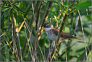 in dichtem Gebüsch... Dorngrasmücke *Sylvia communis*