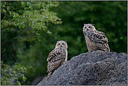 nebeneinander... Europäische Uhus *Bubo bubo*