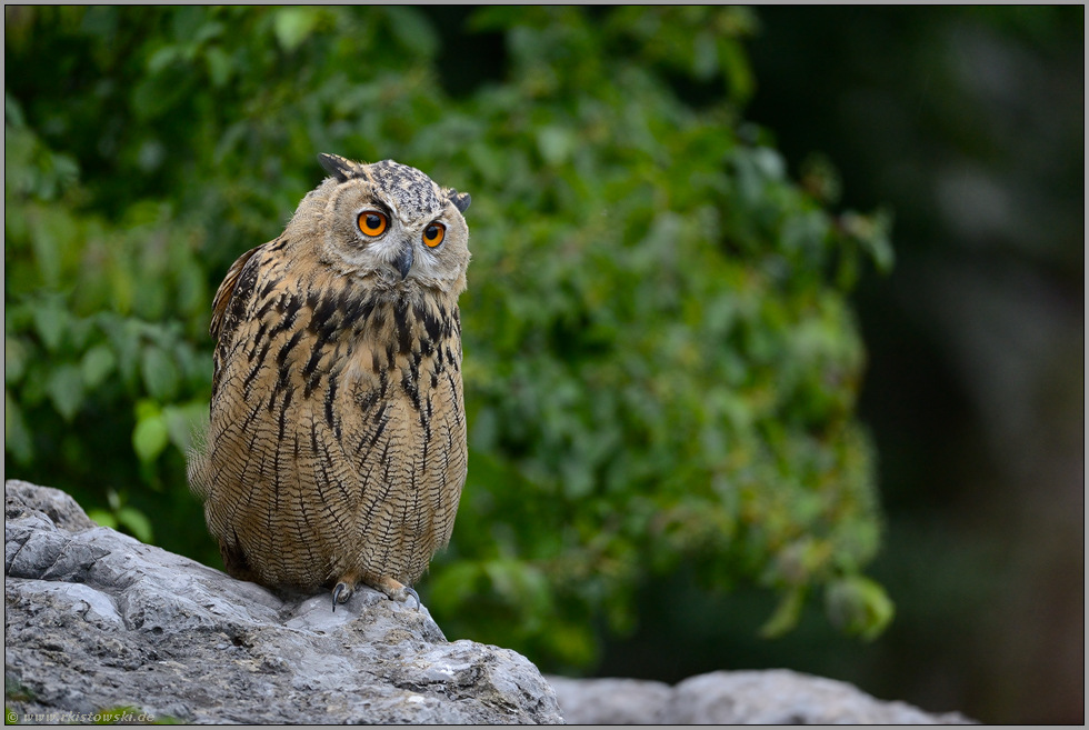 ein Jungvogel... Europäischer Uhu *Bubo bubo*