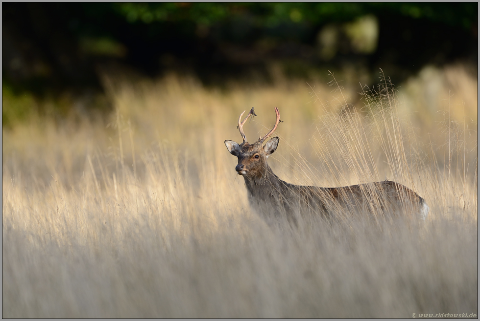 im Abendlicht... Sikahirsch *Cervus nippon*