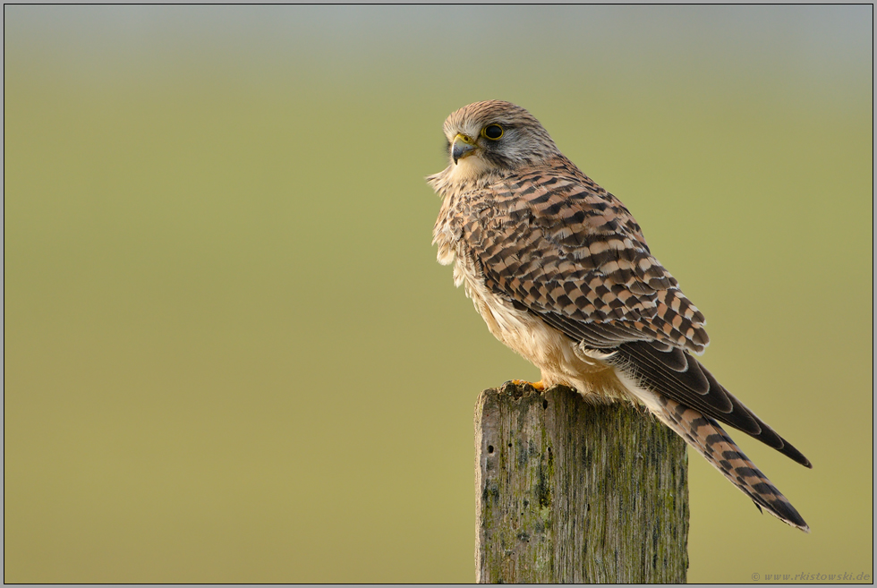 Turmfalkenweibchen... Turmfalke *Falco tinnunculus*