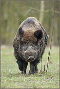 das letzte Bild... Wildschwein *Sus scrofa*