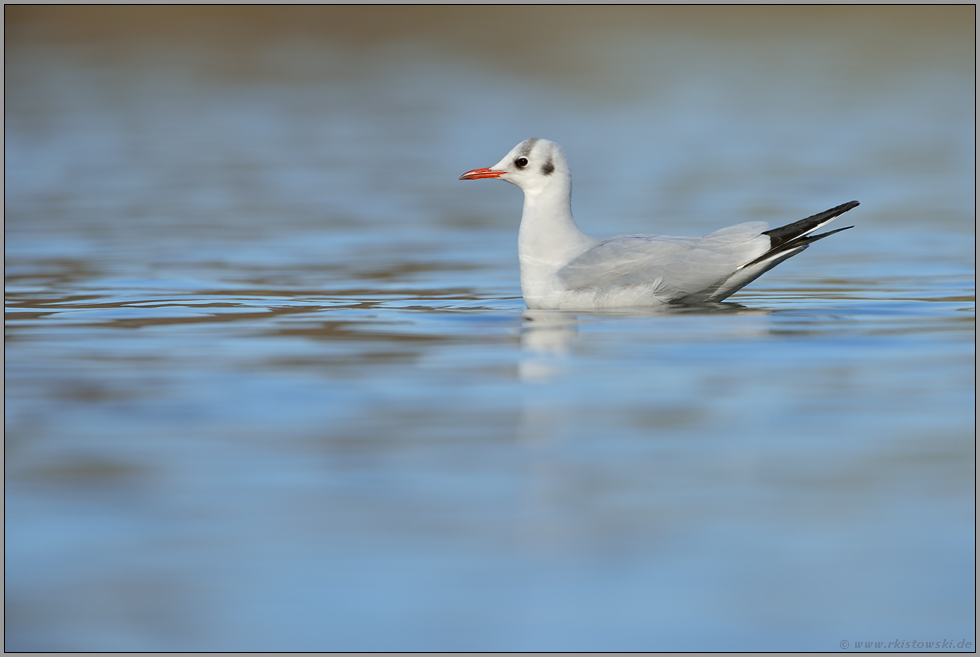 hübsch anzusehen... Lachmöwe *Chroicocephalus ridibundus*