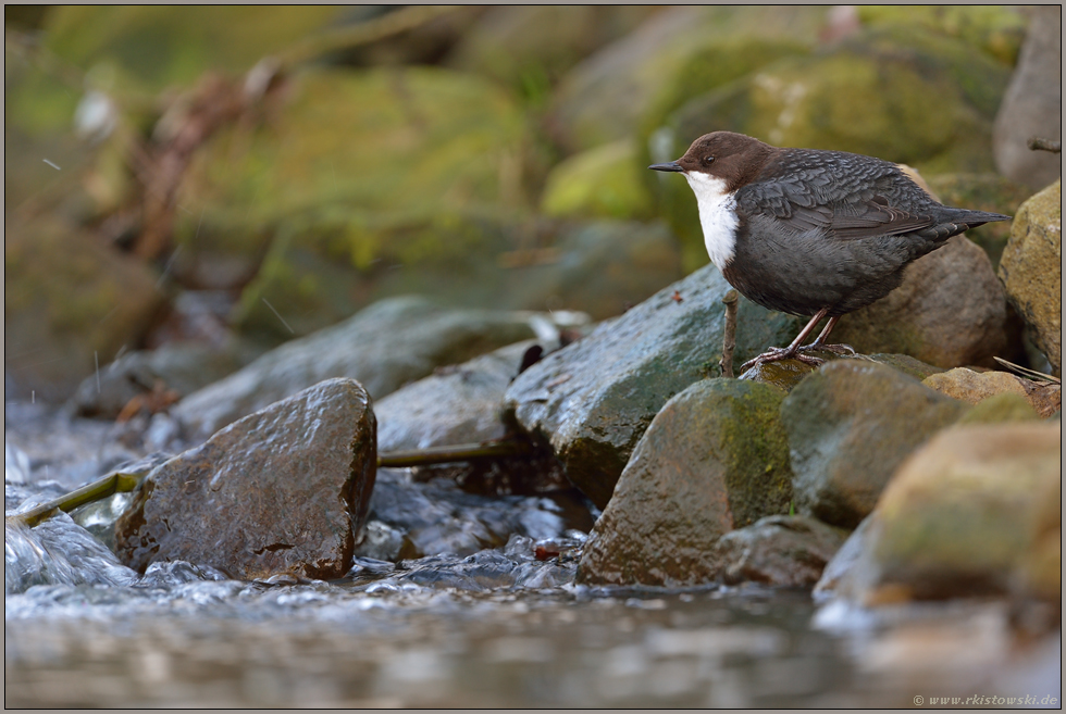 an der Uferböschung... Wasseramsel *Cinclus cinclus*