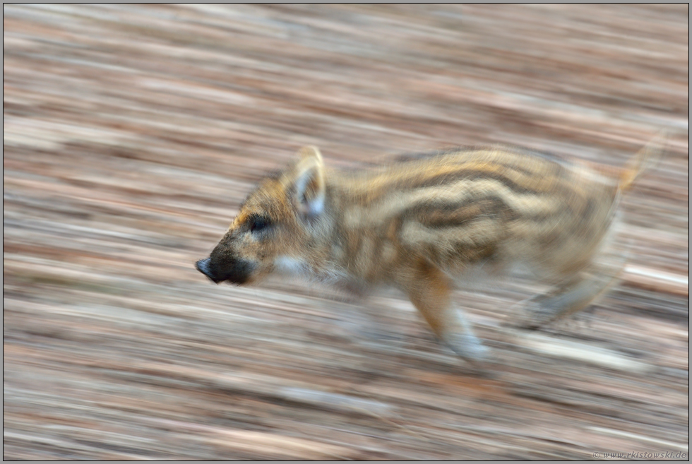 eilig unterwegs... Wildschwein *Sus scrofa*