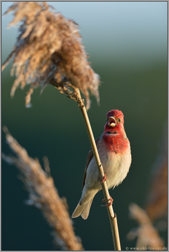 auf der Suche... Karmingimpel *Carpodacus erythrinus*