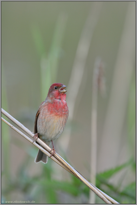 karminrot... Karmingimpel *Carpodacus erythrinus *