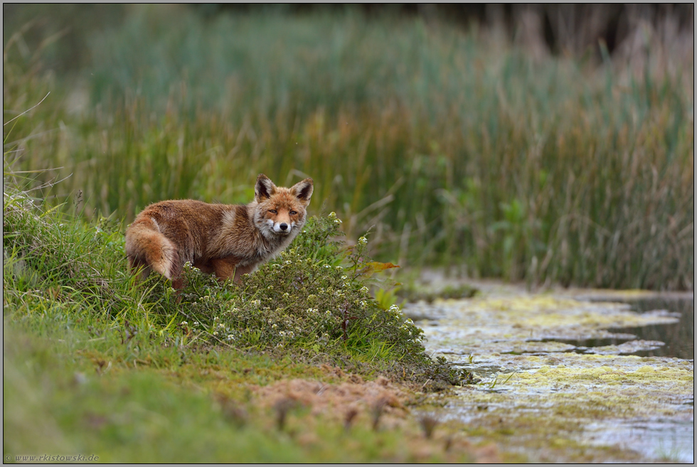 unterwegs... Rotfuchs *Vulpes vulpes *