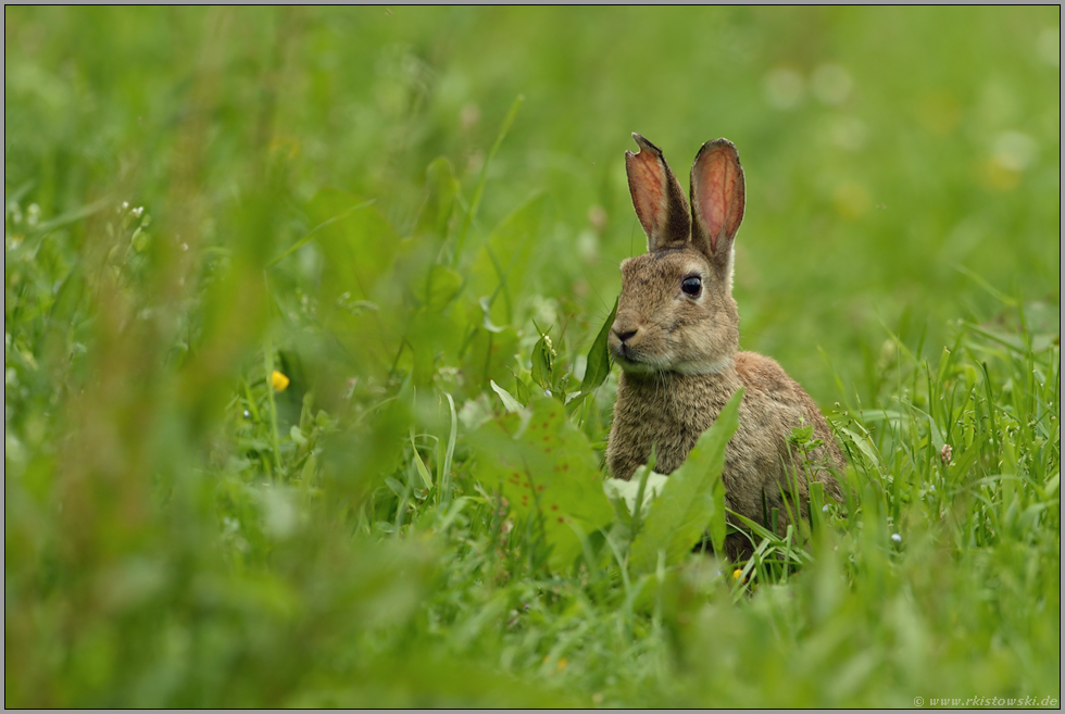 zum anknabbern... Wildkaninchen *Oryctolagus cuniculus*