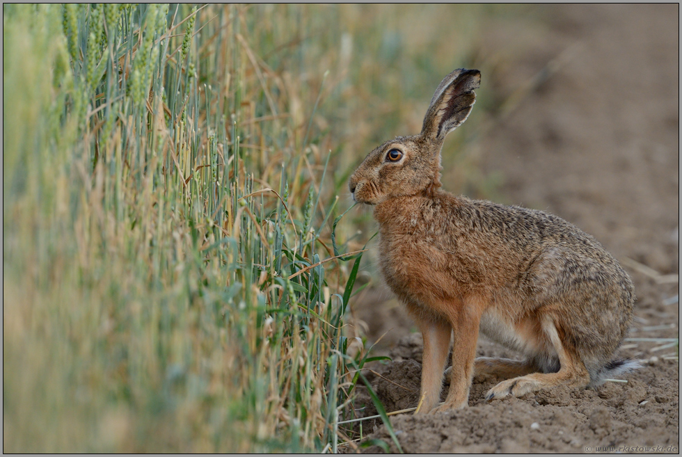 Knabberspaß...  Feldhase *Lepus europaeus*