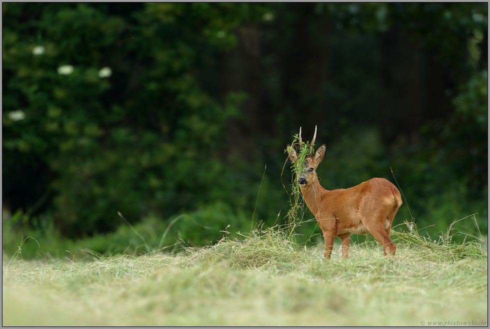 Kopfschmuck... Rehbock *Capreolus capreolus*