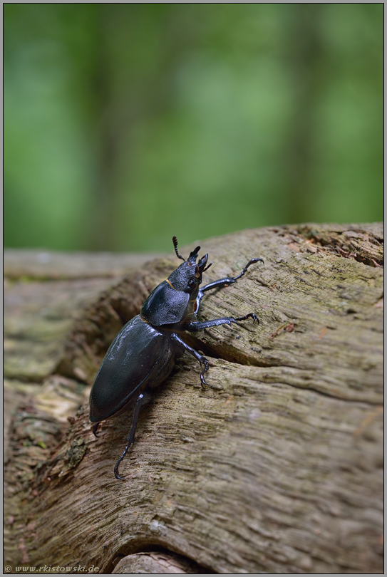 das Weibchen... Hirschkäfer *Lucanus cervus*