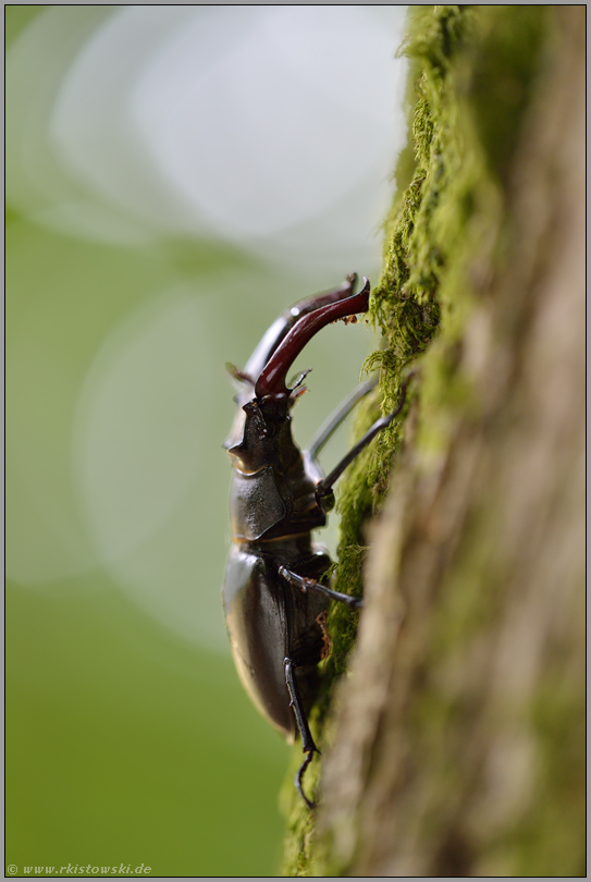 daumengroß... Hirschkäfer *Lucanus cervus *