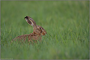 Mümmelmann... Feldhase *Lepus europaeus*