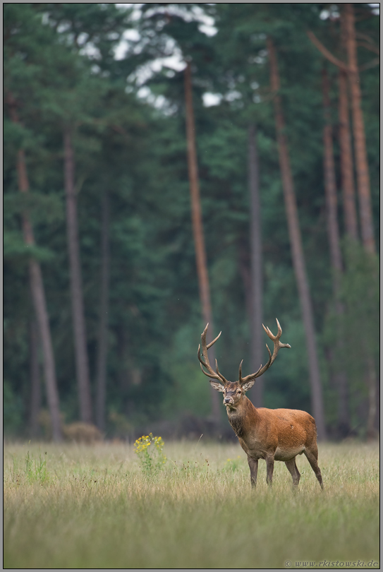 in Erwartung... Rothirsch *Cervus elaphus*