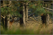 verborgen... Rehbock *Capreolus capreolus*