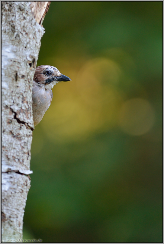 sehr vorsichtig... Eichelhäher *Garrulus glandarius*