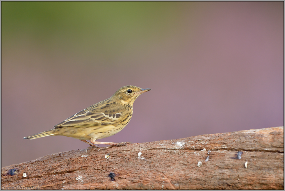 freigestellt... Baumpieper *Anthus trivialis*