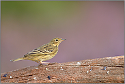 freigestellt... Baumpieper *Anthus trivialis*