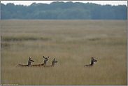 gemeinsam unterwegs... Rotwild *Cervus elaphus*