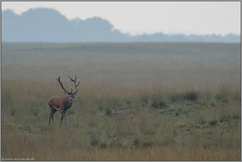 einsamer Kämpfer... Rothirsch *Cervus elaphus*