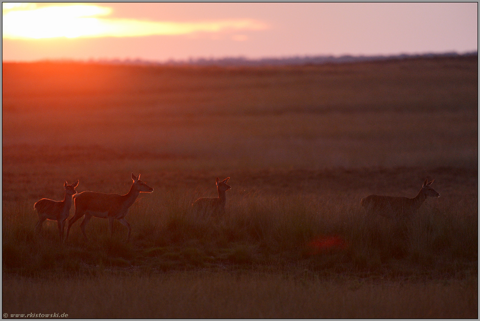 im Licht... Rotwild *Cervus elaphus*