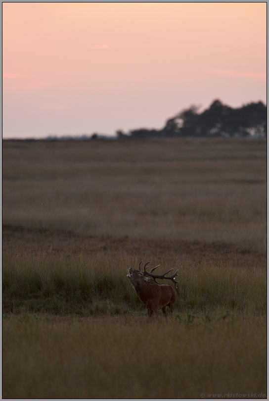 Abendgruß... Rothirsch *Cervus elaphus*