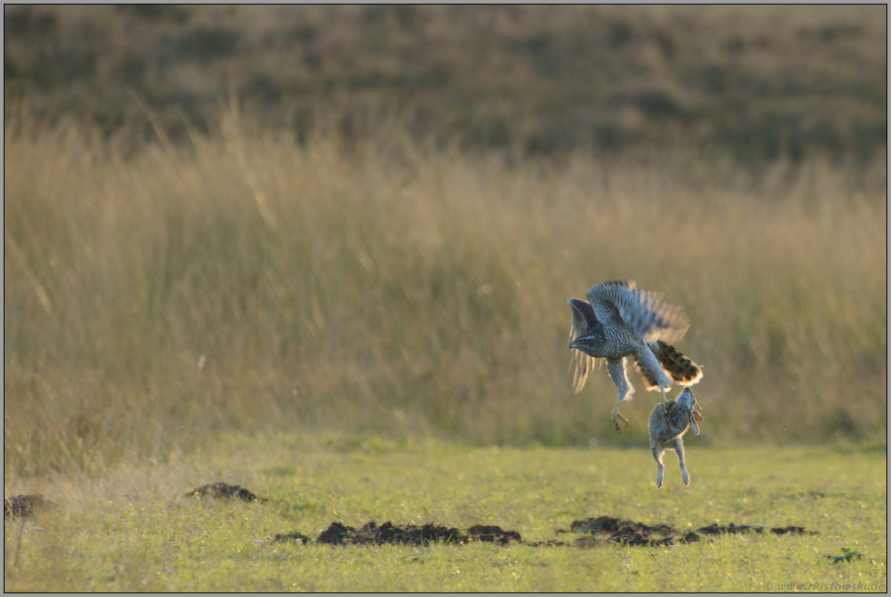 mit Kaninchen im Fang... Habicht *Accipiter gentilis*