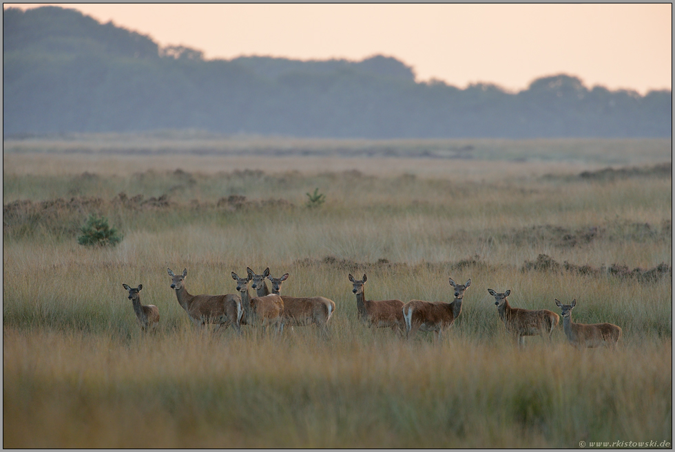 das Kahlwildrudel...Rotwild *Cervus elaphus*