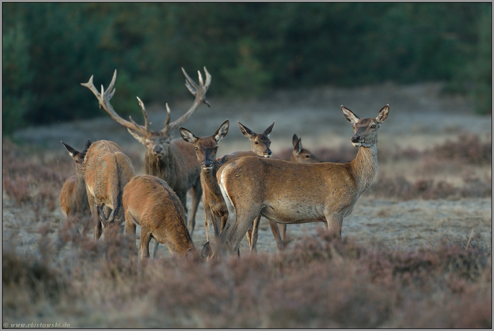 Kahlwildrudel mit Hirsch... Rotwild * Cervus elaphus*