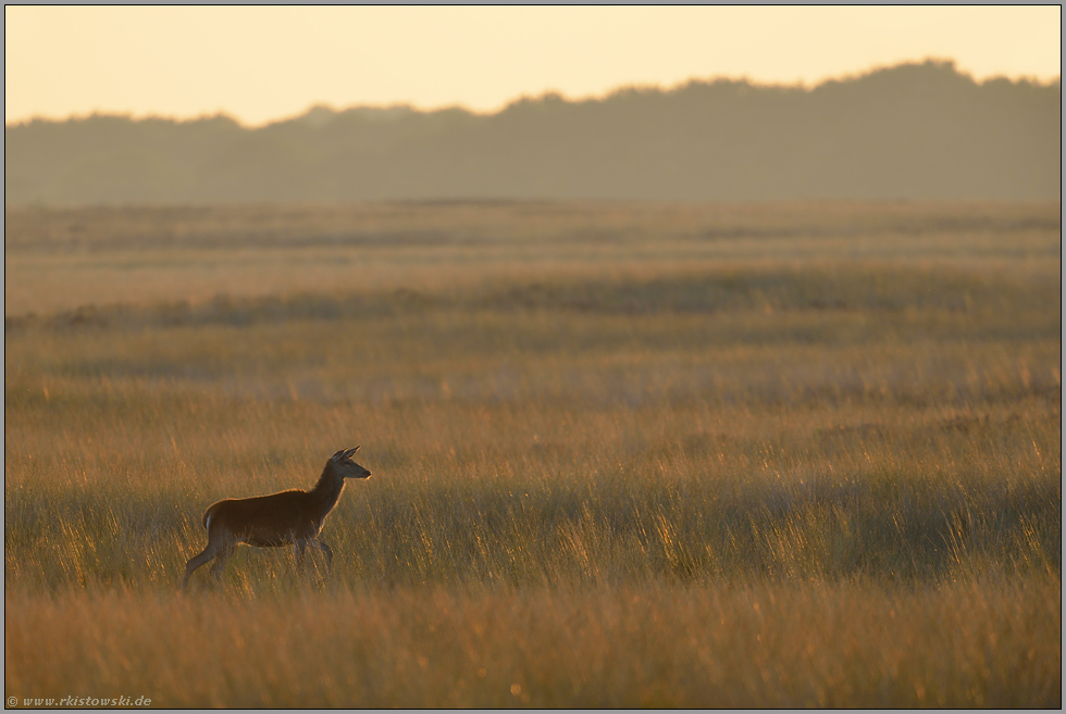 im goldenen Gras... Rotwild *Cervus elaphus*