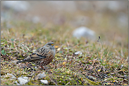 auf der Suche... Alpenbraunelle *Prunella collaris*