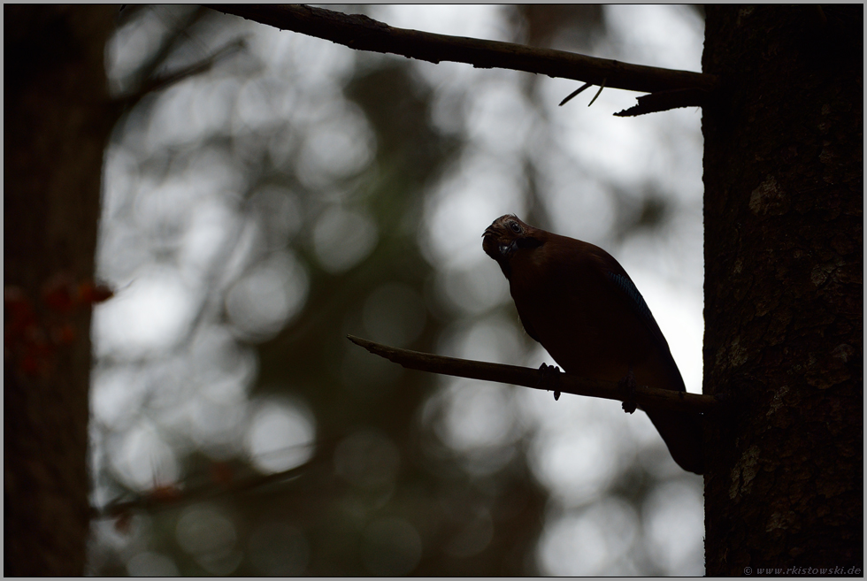 der typische Blick... Eichelhäher *Garrulus glandarius*