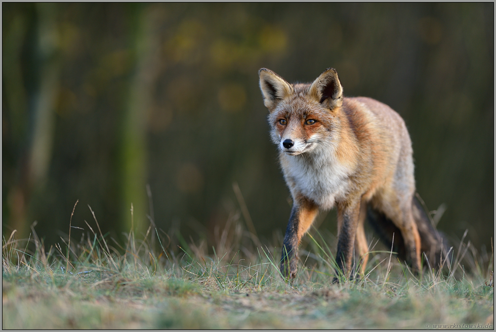 auf der Pirsch... Rotfuchs *Vulpes vulpes*