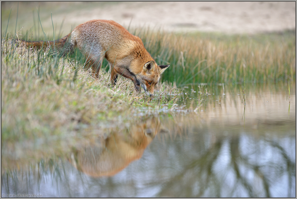 an der Senke... Rotfuchs *Vulpes vulpes*