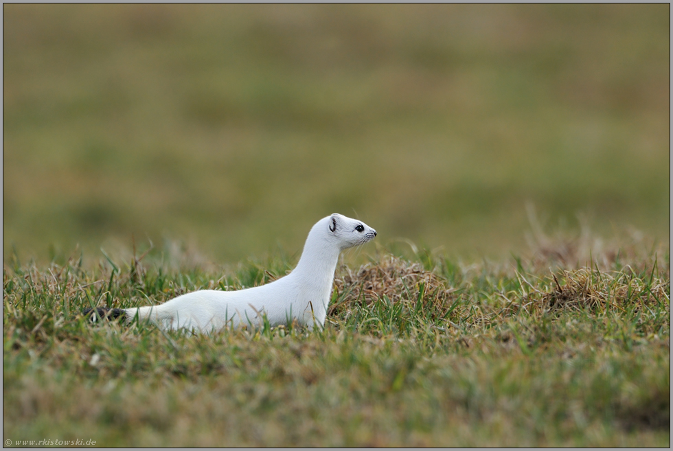 auf der Jagd... Hermelin *Mustela erminea*