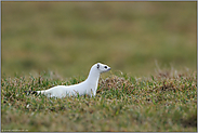 auf der Jagd...  Hermelin *Mustela erminea*