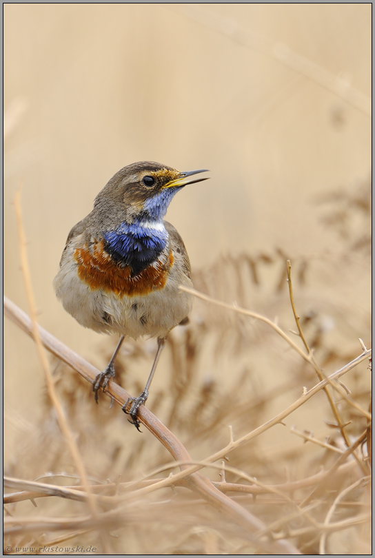 im dichten Gestrüpp... Blaukehlchen *Luscinia svecica*