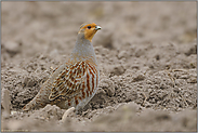 Lebensraum Feld- und Ackerflur... Rebhuhn *Perdix perdix*