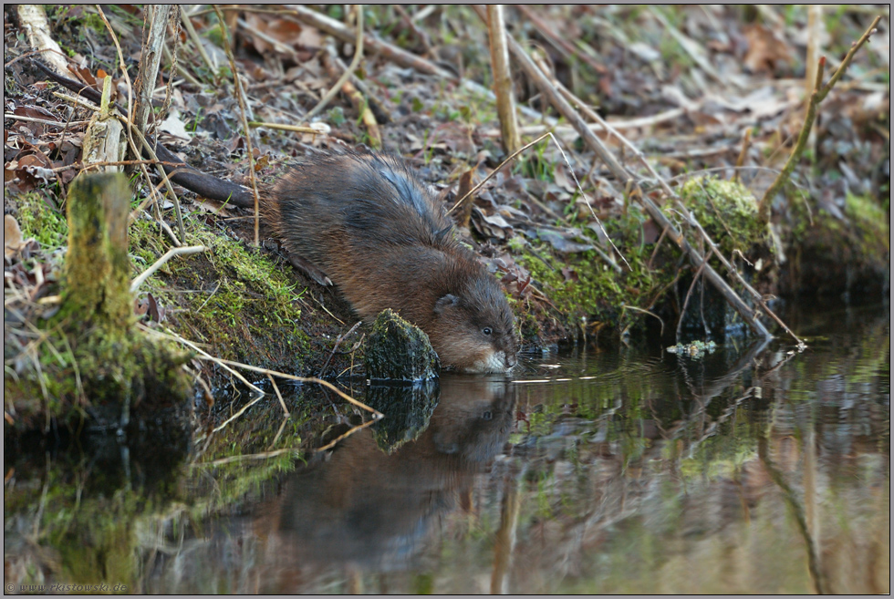 beliebt und unbeliebt... Bisam *Ondatra zibethicus*