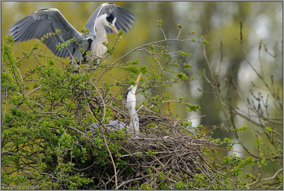 Begrüßung am Nest... Graureiher *Ardea cinerea*