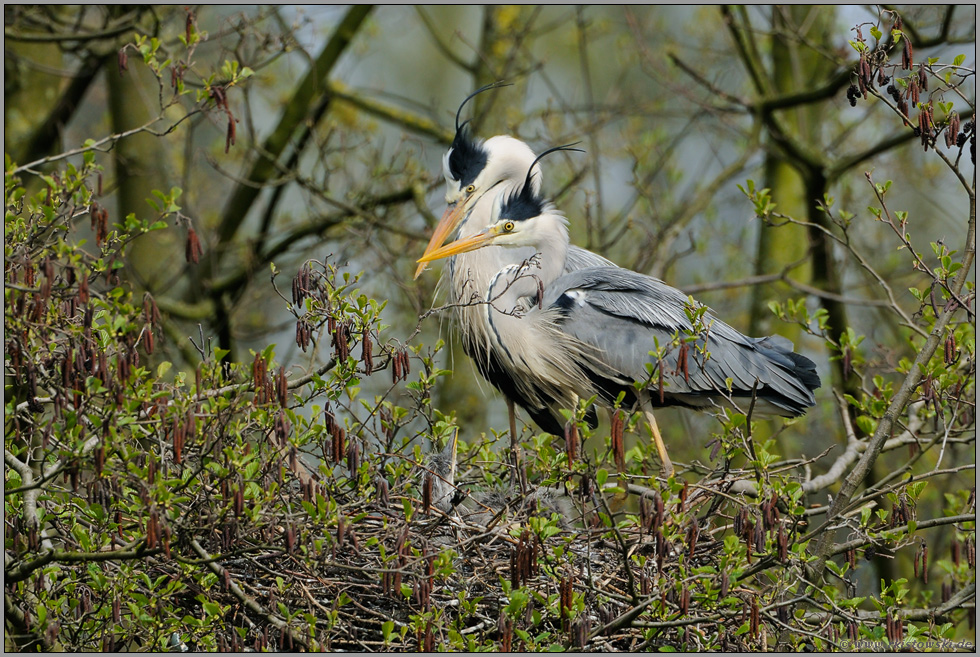 stolze Eltern... Graureiher *Ardea cinerea*