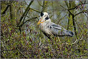 stolze Eltern... Graureiher *Ardea cinerea*