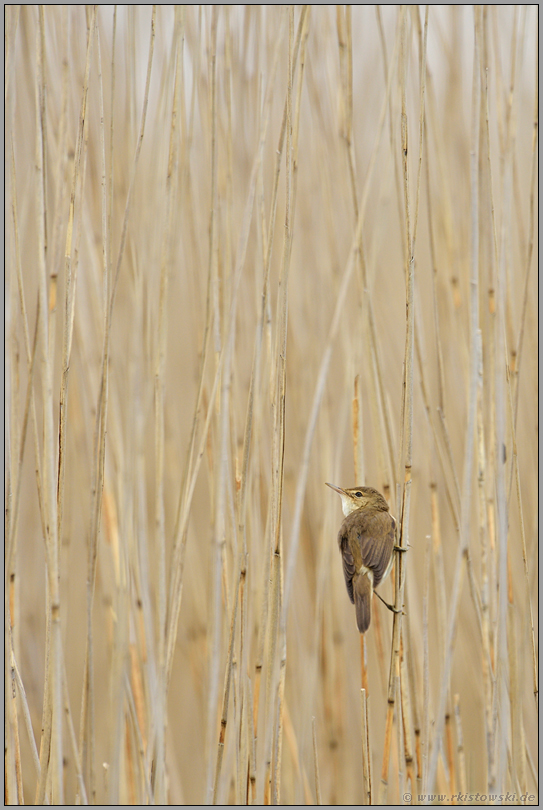 Orientierung im Schilfwald... Schilfrohrsaenger *Acrocephalus schoenobaenus*