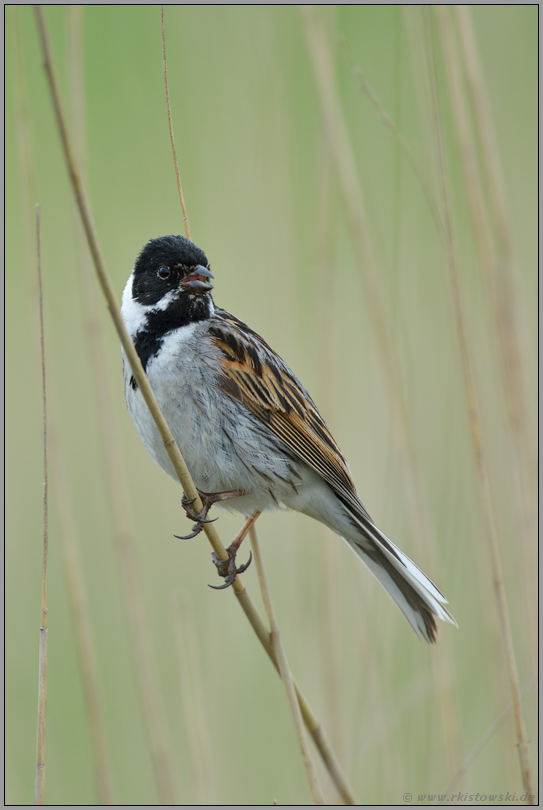 ein wenig nervös... Rohrammer *Emberiza schoeniclus*