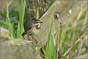 das Weibchen...  Blaukehlchen *Luscinia svecica*